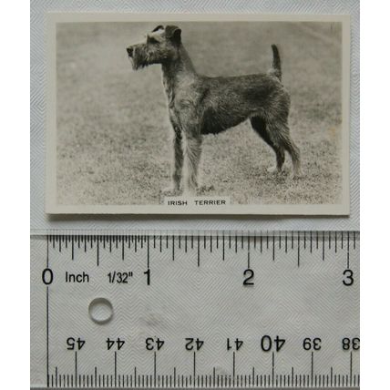 1939 Senior Service Dogs No. 40 Irish Terrier
