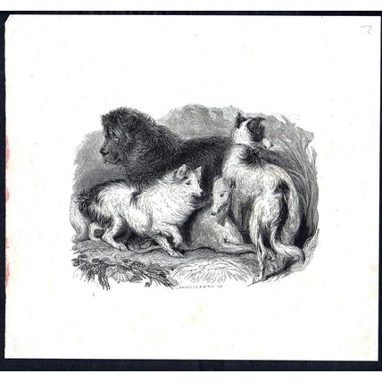 DOGS 1832 Ebenezer Landells - Charles Gray ANTIQUE ENGRAVING