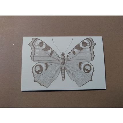 British Butterflies Presentation Pack Number 126 1981