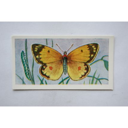 1958 Swettenham tea card Butterflies & Moths No. 18 Clouded Yellow