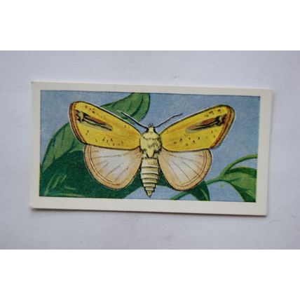 1958 Swettenham tea card Butterflies & Moths No. 15 Xanthodes Graellsii