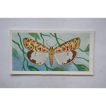 1958 Swettenham tea card Butterflies & Moths No. 13 Crimson Speckled Footman
