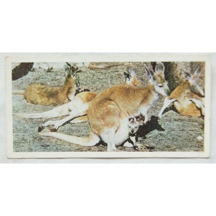 Lyons Tea card Australia No. 17 Kangaroo