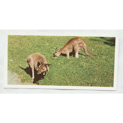 Lyons Tea card Australia No. 18 Wallabies