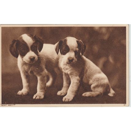 Two ( Jack Russell ) Puppies Dog Postcard (QAN0003)