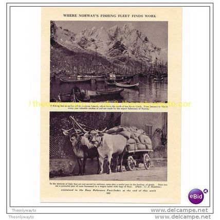 NORWEGAN FISHING FLEET & ITALIAN OXEN, BOOK ILLUSTRATION (PRINT)