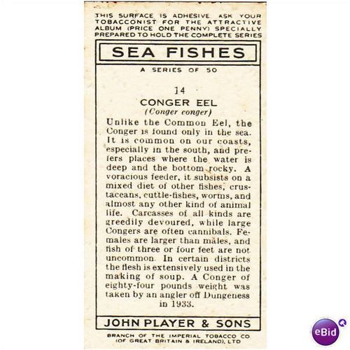 Players Sea Fishes Card No. 14 Corger Eel