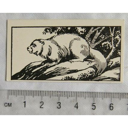 1953 Teddy Bear Lollies Interesting Animals card No. 39 Wolverine
