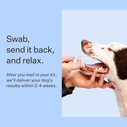 Wisdom Panel Breed Discovery Dog DNA Kit: Most Accurate Dog Breed Identification