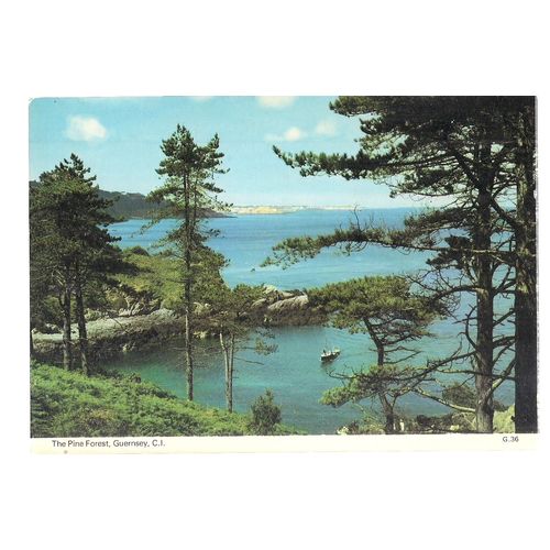 THE PINE FOREST, , GUERNSEY unused vintage postcard by Dennis (a) #