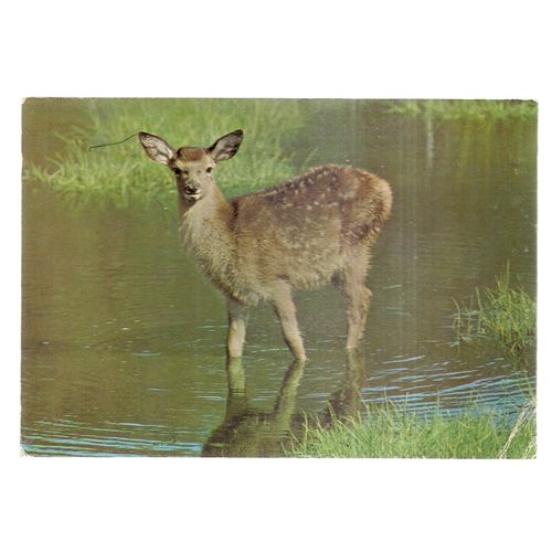 RED DEER CALF, FAWN unused vintage postcard by J. Arthur Dixon PSO 21334 =