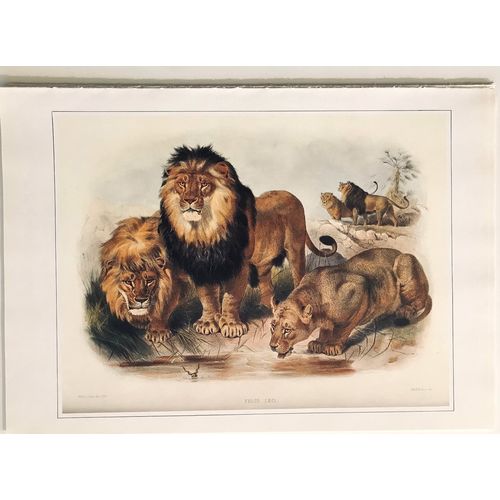 LION antique Print Lithograph Audubon Animal Art Decor Orig Wall Art To Frame