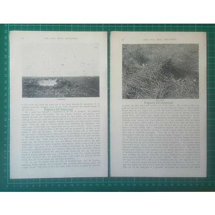 (5949) Walney Island Lancashire Breeding Season Stella Hamilton - 1897 Article