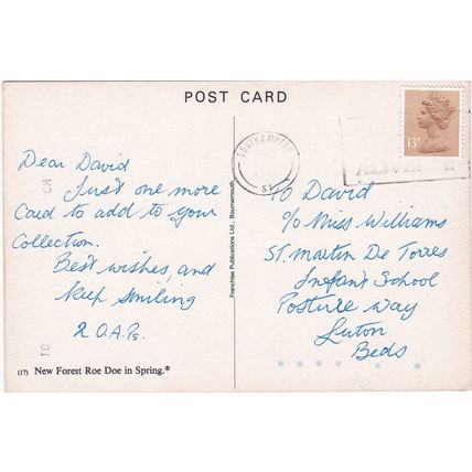 6x4 Continental size printed postcard Roe Doe Deer New Forest