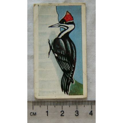 Junior Service Sweet Cigarettes card 21 Pilcated Woodpecker, Tropical Birds