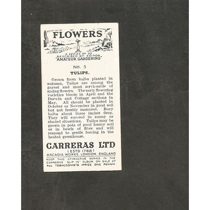Cigarette Card Carreras Flowers 1936 #3 Tulips