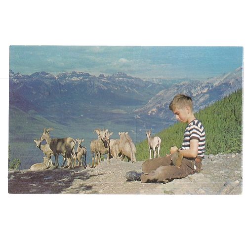 BOY ON SULPHUR MOUNTAIN, BANFF, ALBERTA, Canada . unused postcard #