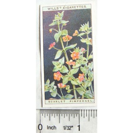 1923 Wills, Wild Flowers No. 28 Scarlet Pimpernel