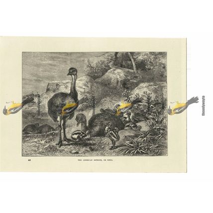 American Ostrich Or Rhea, Book Illustration (Print), 1884