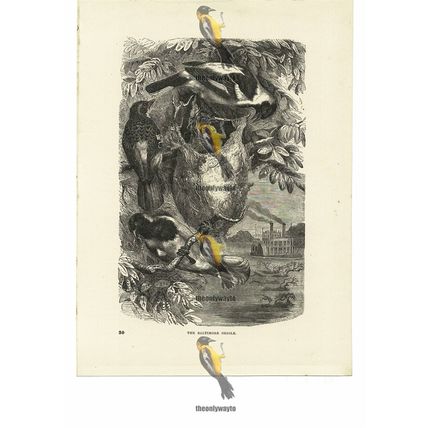 Baltimore Oriole, Book Illustration (Print), 1884