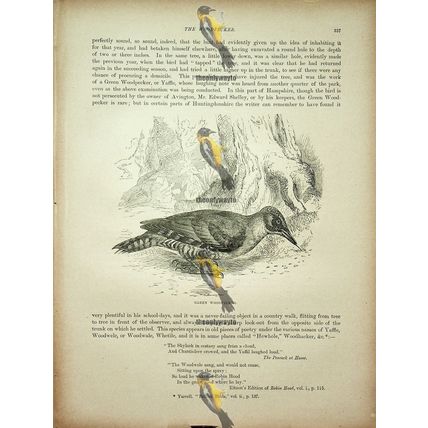 Green Woodpecker, Natural History Book Illustration, 1896