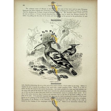 Common Hoopoe, Natural History Book Illustration, 1896
