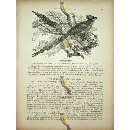 Colies, Natural History Book Illustration, 1896