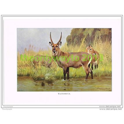 WATERBUCK, BOOK ILLUSTRATION (PRINT), LYDEKKER, c1916