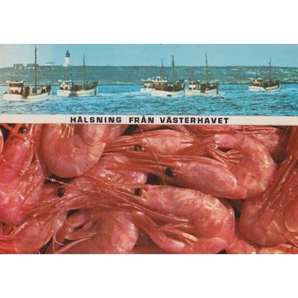 Norwegian Halsning Fran Vasterhavet Ship Boat Norway Fishing Trawler Postcard