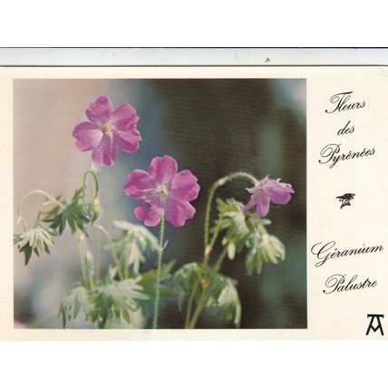Pyrenees Flowers Postcard used VGC