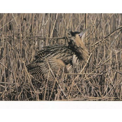 A Bittern RSPB Images Real Photograph D.Boucny