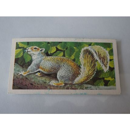 1958 Brooke Bond & CO Ltd British Wild Life Card # 19 of 50 The Grey Squirrel