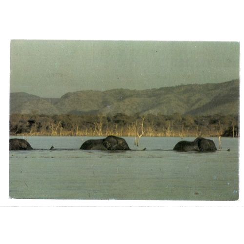 ELEPHANT SWIMMING ACROSS LAKE KARIBA, ZIMBABWE, used postcard 1992 postmark #