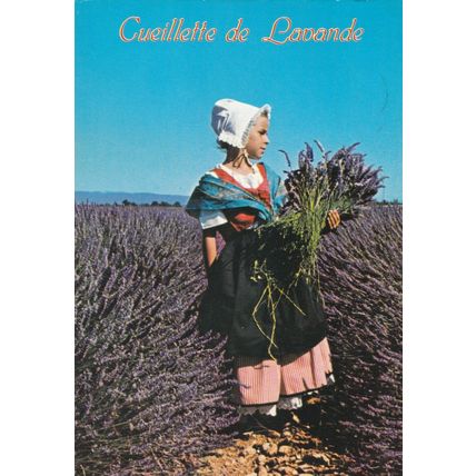 Cueillette de Lavande France Postcard posted 1981 VGC