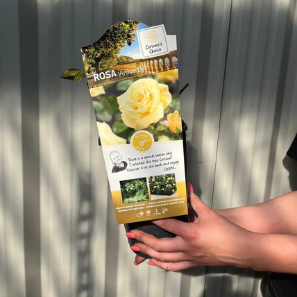 Rose Plant in Pot 'Arthur Bell' Floribunda Flowering Bush Garden Ready Shrub 4L