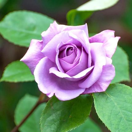 Rose Plant in Pot 'Blue Moon' Hybrid Tea Garden Shrub 4L