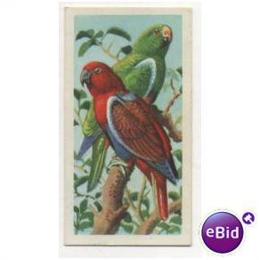 1961 Brooke Bond Tea card TROPICAL BIRDS No.47 Red-Sided Parrot