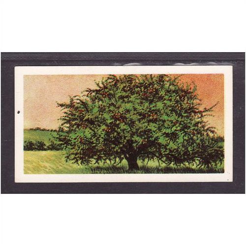 Brooke Bond Tea Card, Trees in Britain, no.27 Crab Apple