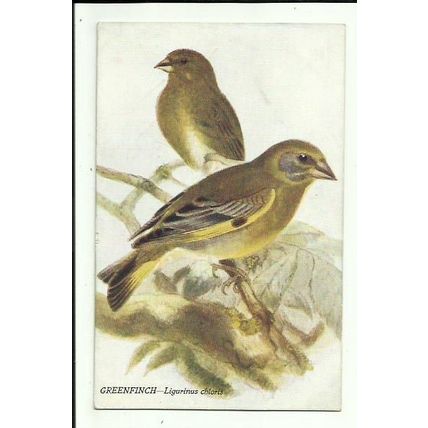 Birds GREENFINCH J.L. Bonhote Art Postcard (A. & C. Black Series 46)