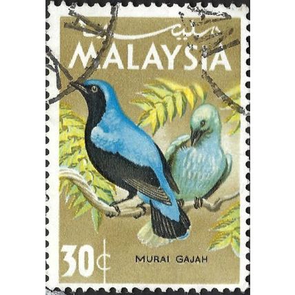 MALAYSIA, BIRD, Asian Fairy-bluebird, Irena puella, light brown 1965, 30c