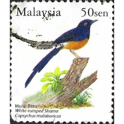 MALAYSIA, BIRD, White rumped Shama, Copsychus malabaricus, white 2005, 50c