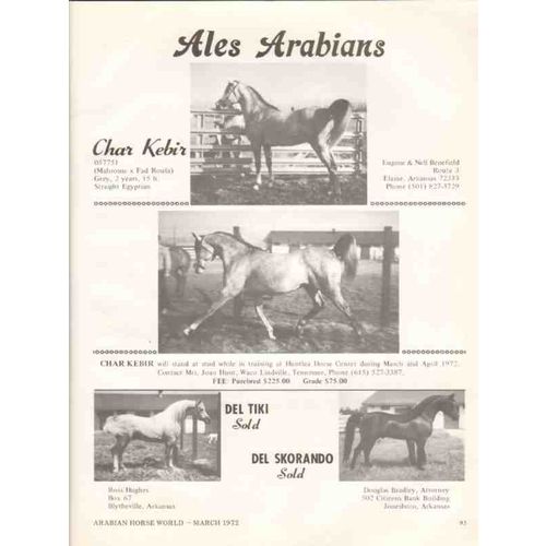 ales arabians 1972 char kebir mahrouss fad roufa horse vintage ad