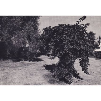 Screveton Garden of Delight Nottingham Postcard