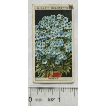 1925 Wills Flower Culture in Pots No. 34 Nemesia