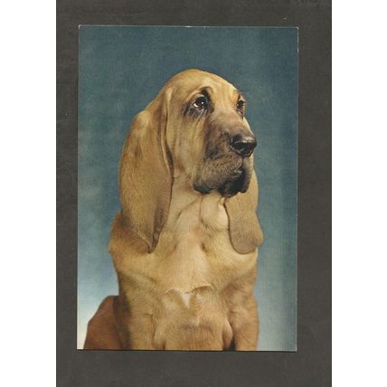 Postcard BLOODHOUND DOG J Arthur Dixon pets 1142