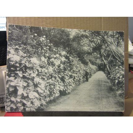 ABBEY GARDENS, TRESCO, ISLES OF SCILLY antique PICTORIAL postcard by F. Frith =