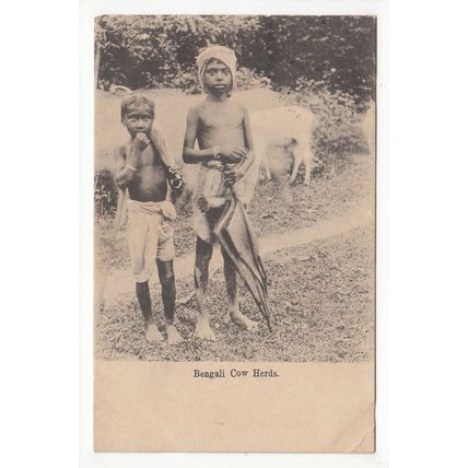 Bengali Cow Herds Ethnic India Postcard Posted 1910