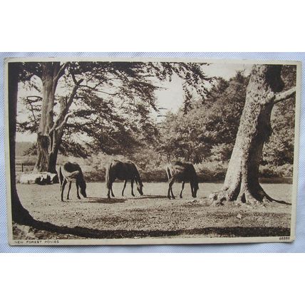 1950 postcard New Forest Ponies