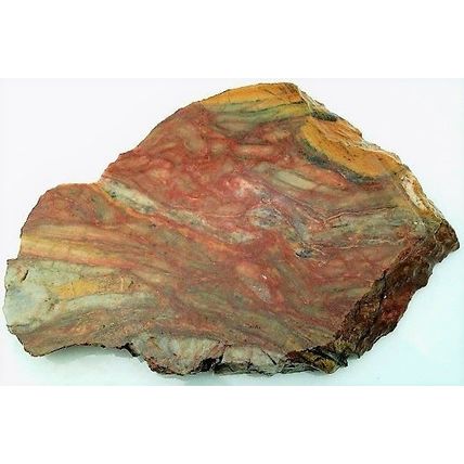 Petrified Wood 2 Specimen Slab Cabbing Rough