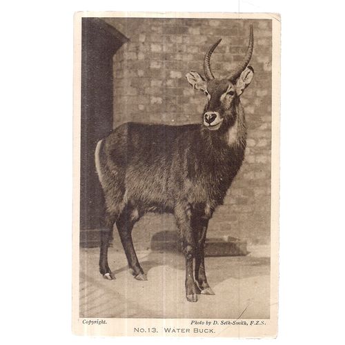 no 13. WATER-BUCK unused antique postcard by LONDON ZOO photo by D. Seth-Smith #
